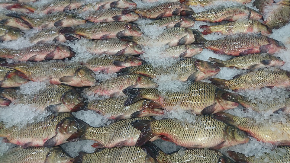 За пять лет производство товарной рыбы на Смоленщине выросло в 3 раза